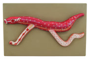 Male and Female Bilharzia Anatomical Model