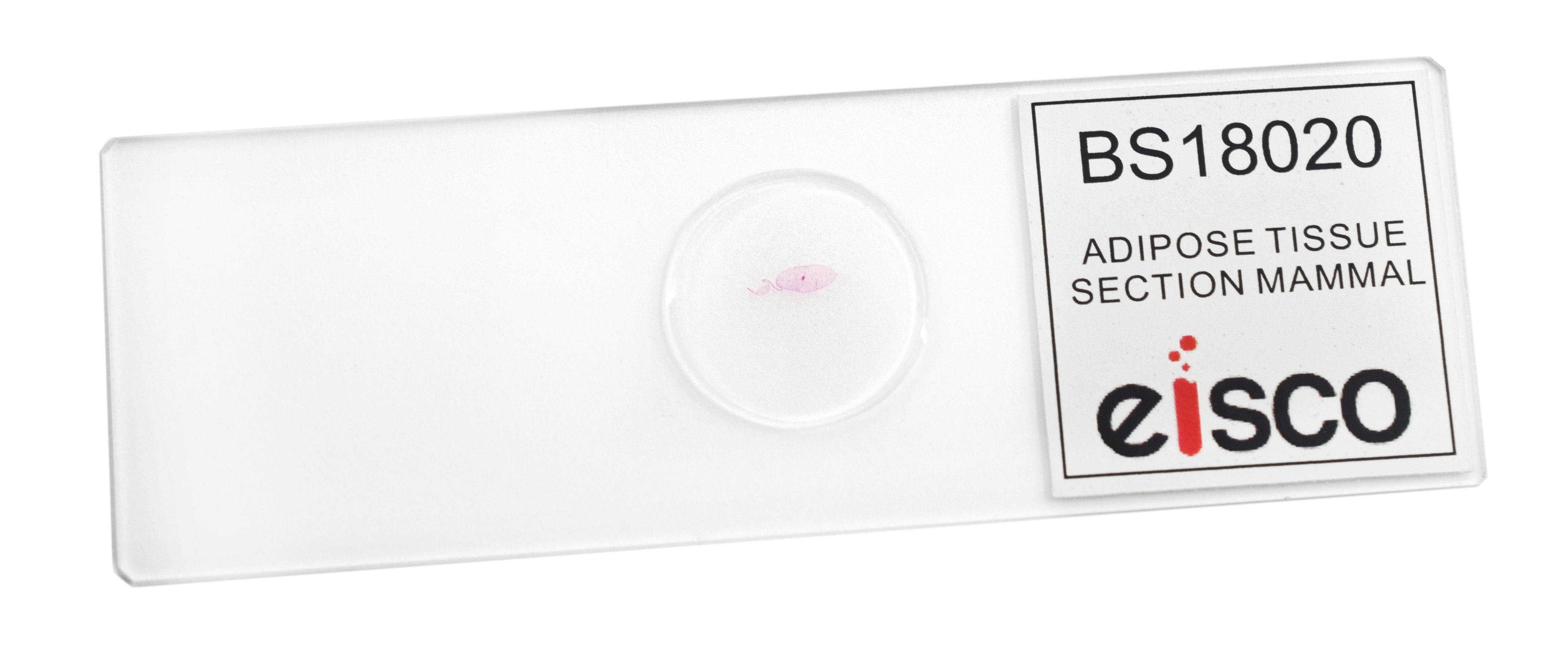 Adipose Tissue (Mammal) Prepared Microscope Slide