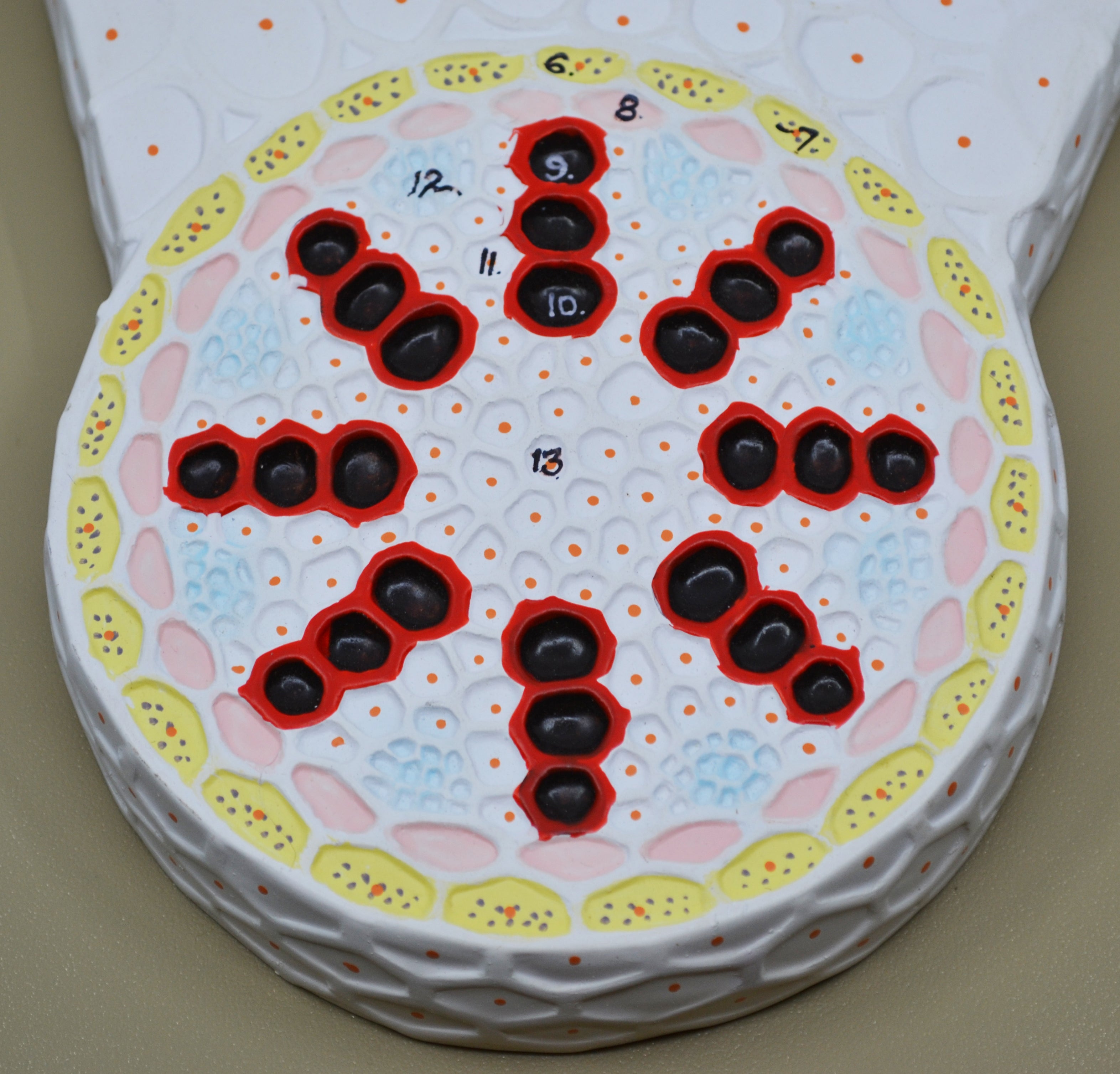 Monocot Root Transverse Section Model, Hand-Painted on Base