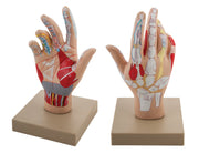 Human Hand Anatomy Model
