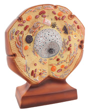 Animal Cell Anatomical Model, Basic