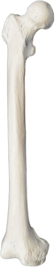 Human Femur Bone Anatomical Model, Right