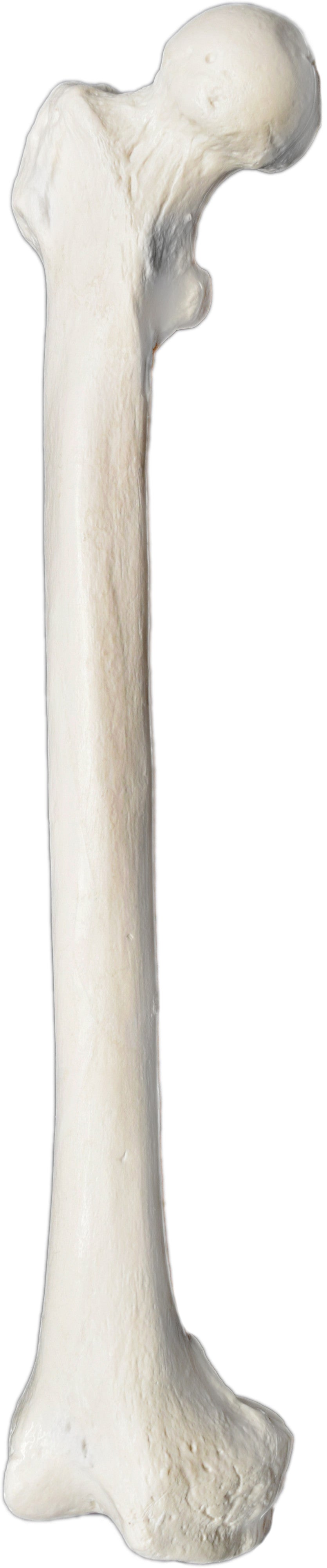 Human Femur Bone Anatomical Model, Right