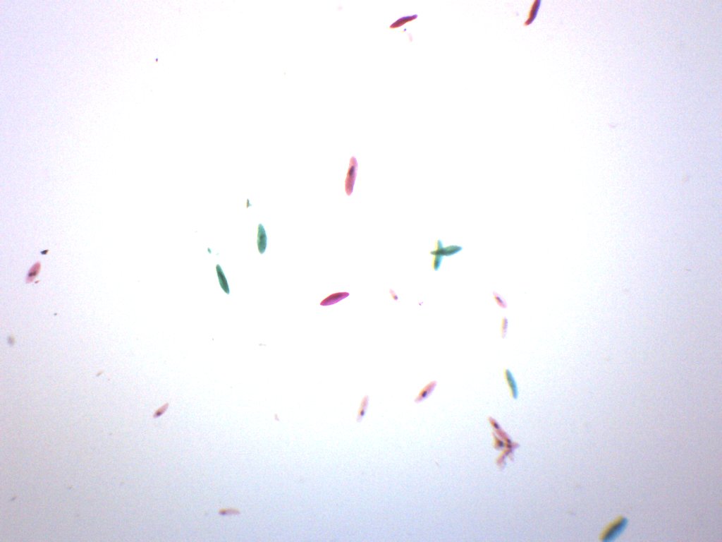 Paramecium Whole Mount Prepared Microscope Slide