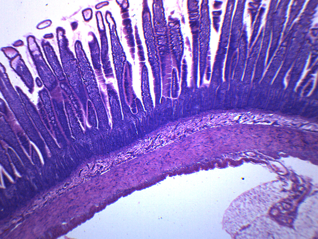 Epithelium Section (Mammal) Prepared Microscope Slide