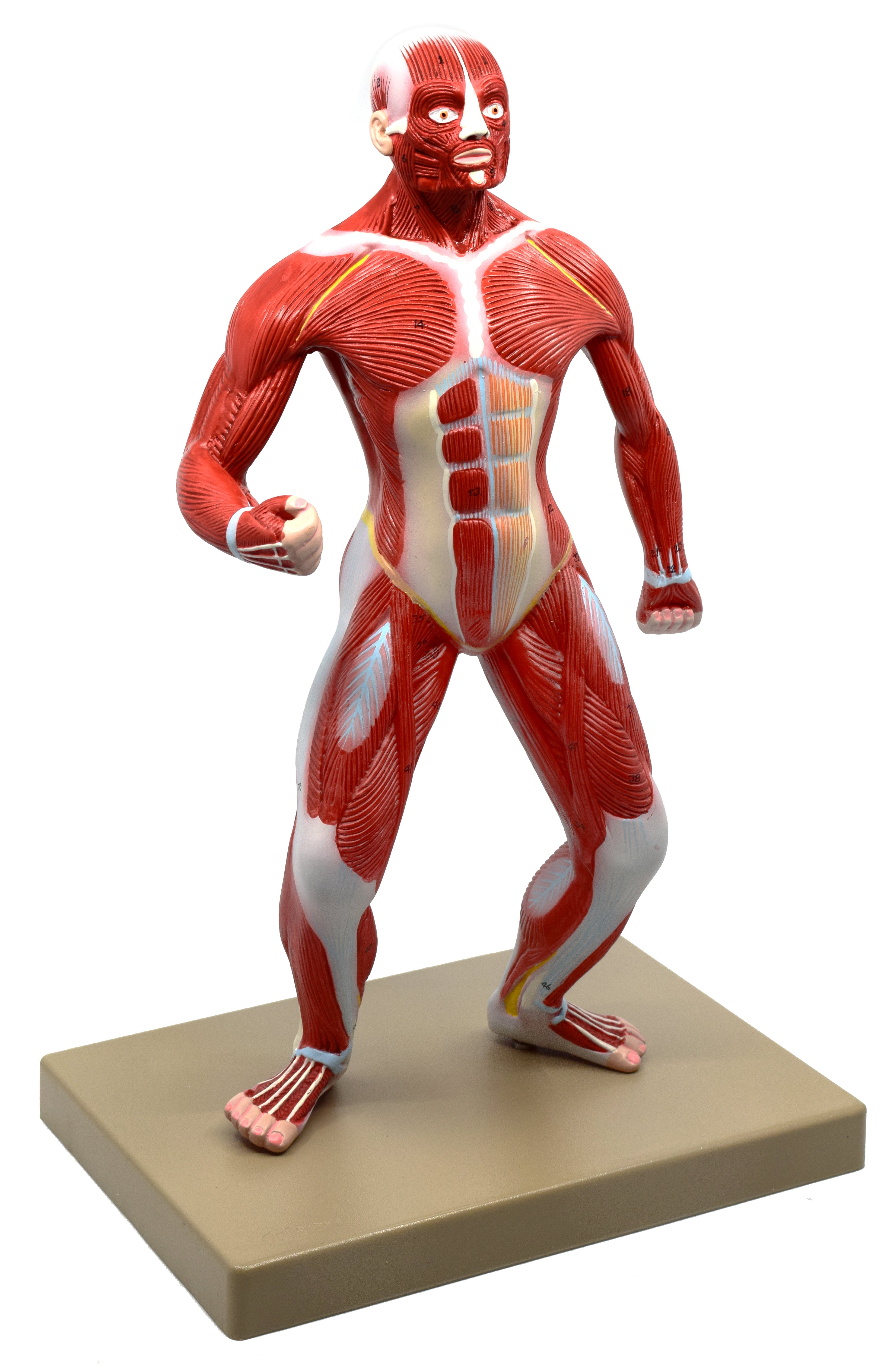 Human Muscular Body Anatomical Model, 1/4 Life Size, 18" Tall
