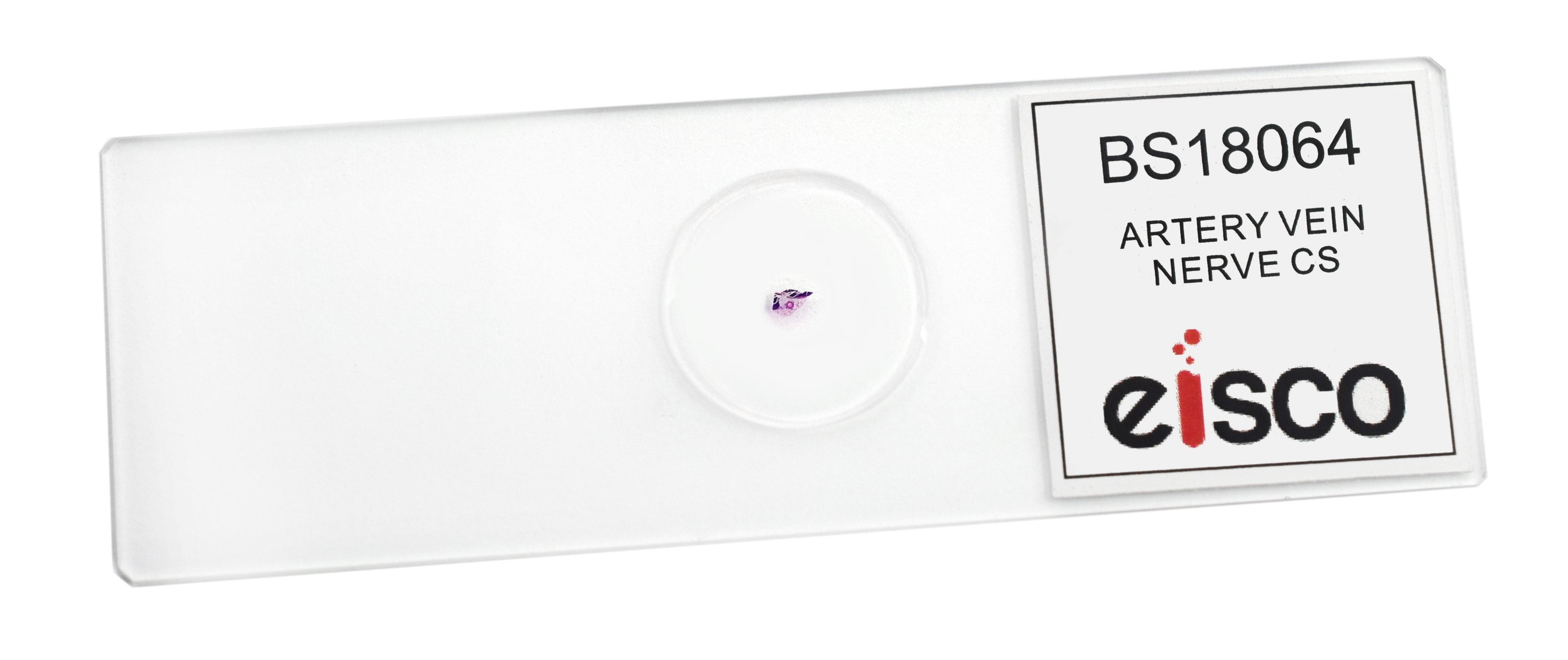 Artery, Vein, and Nerve Cross-Section Prepared Microscope Slide