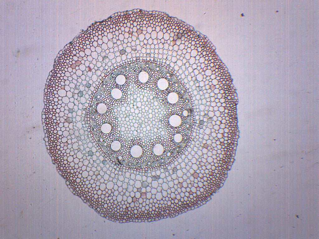 Monocot and Dicot Root Cross-Section Prepared Microscope Slide