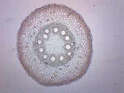 Monocot and Dicot Root Cross-Section Prepared Microscope Slide