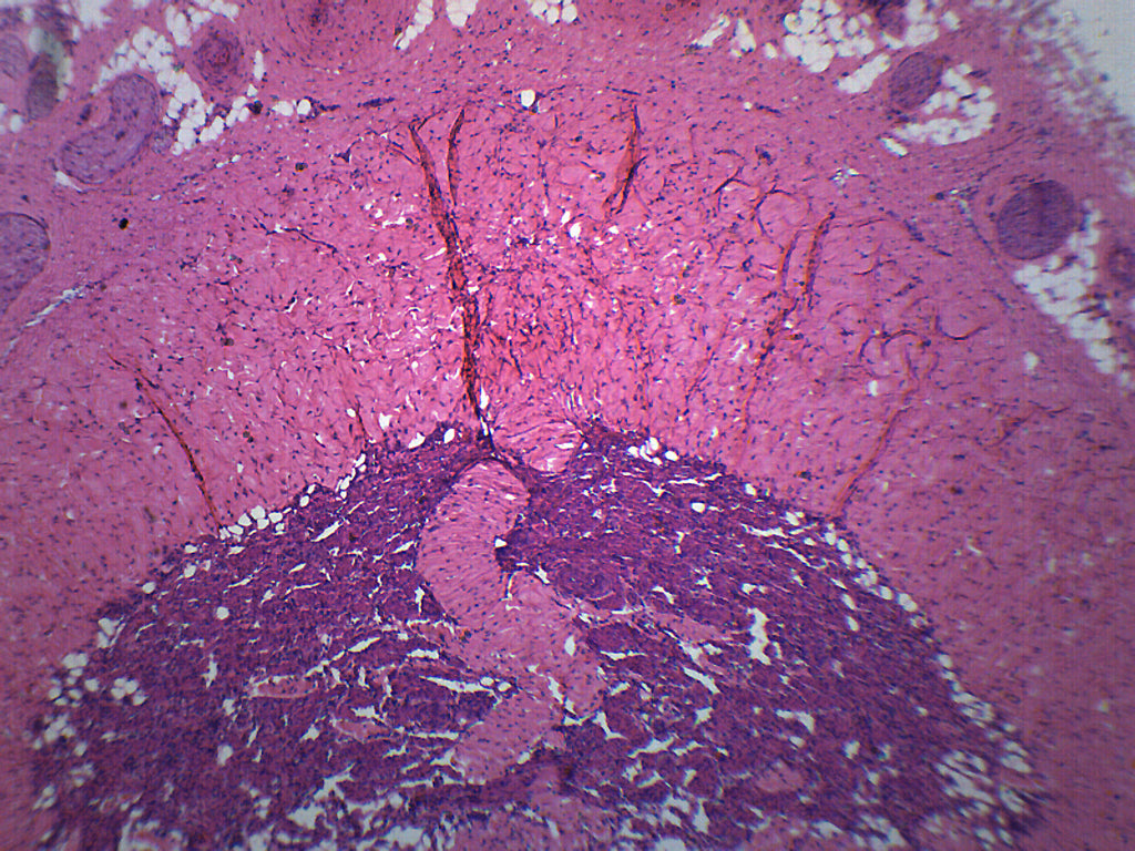 Mammalian Penis Cross-Section Prepared Microscope Slide