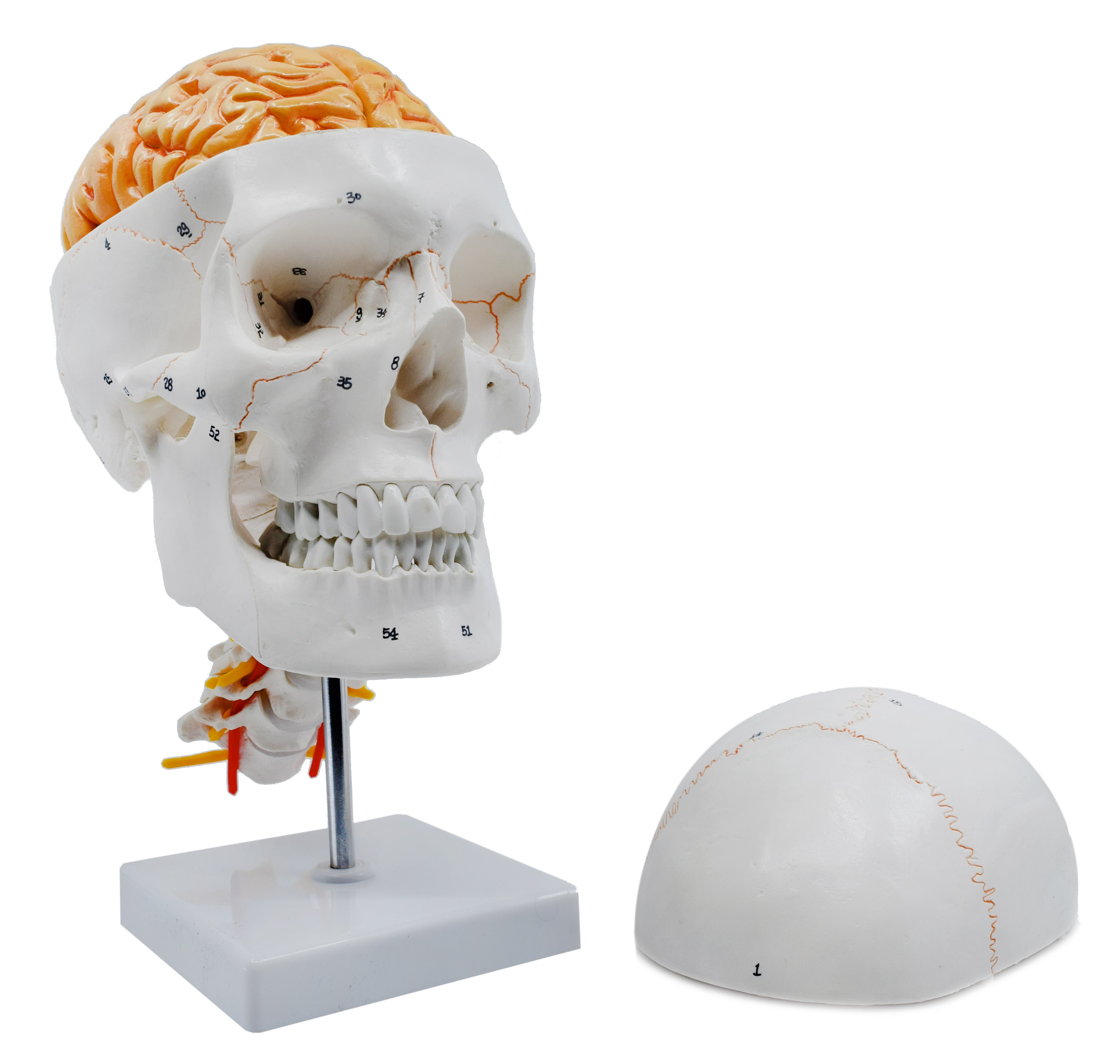 Numbered Human Skull Model with 3D Brain and Cervical Vertebrae
