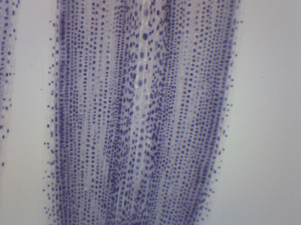 Ascaris and Onion Mitosis Prepared Microscope Slide