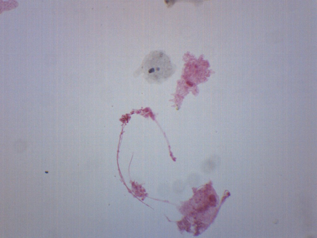 Amoeba Proteus Whole Mount Prepared Microscope Slide