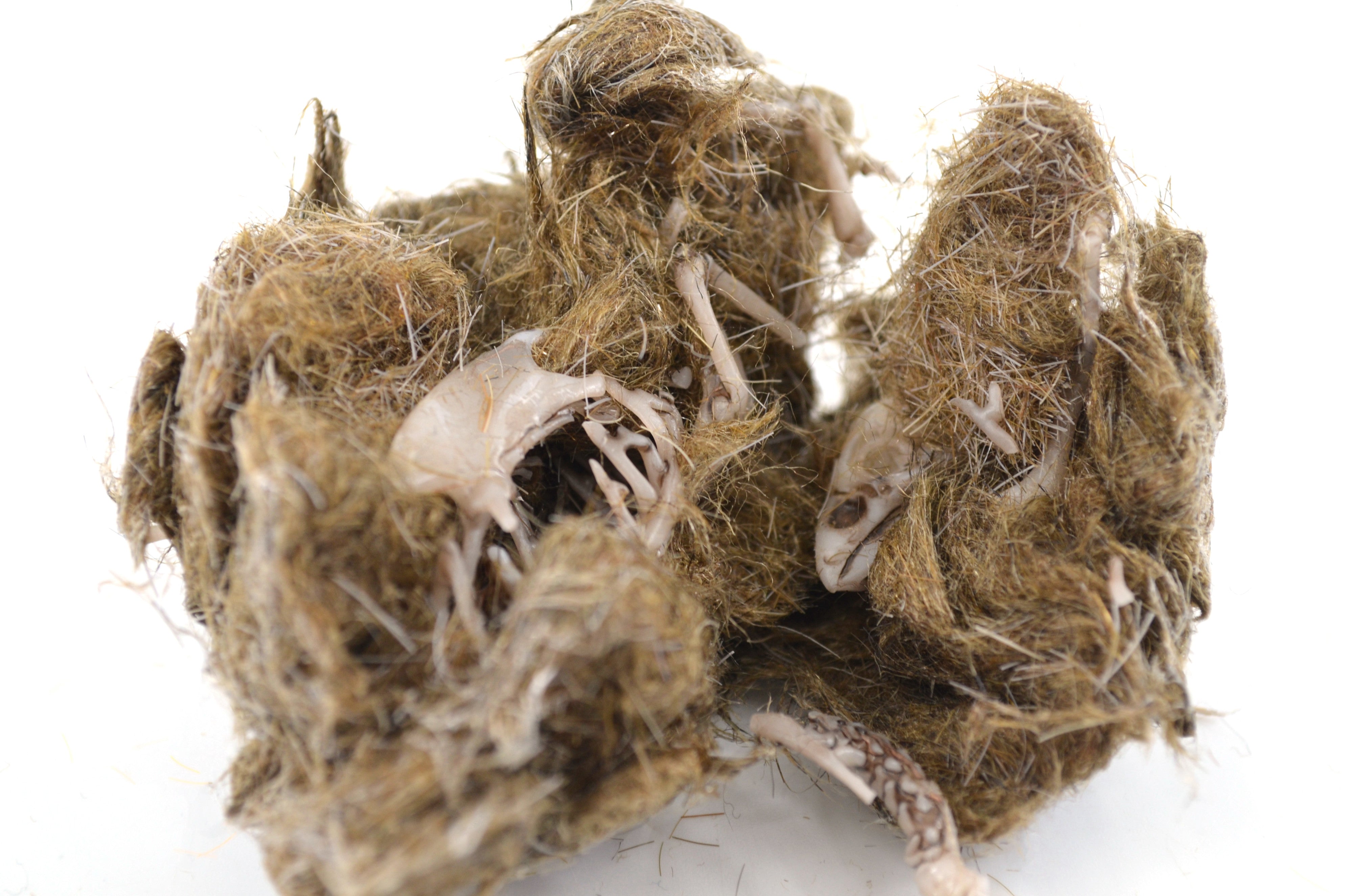 Simulated Owl Pellet with Bird, 3 x 2 inch