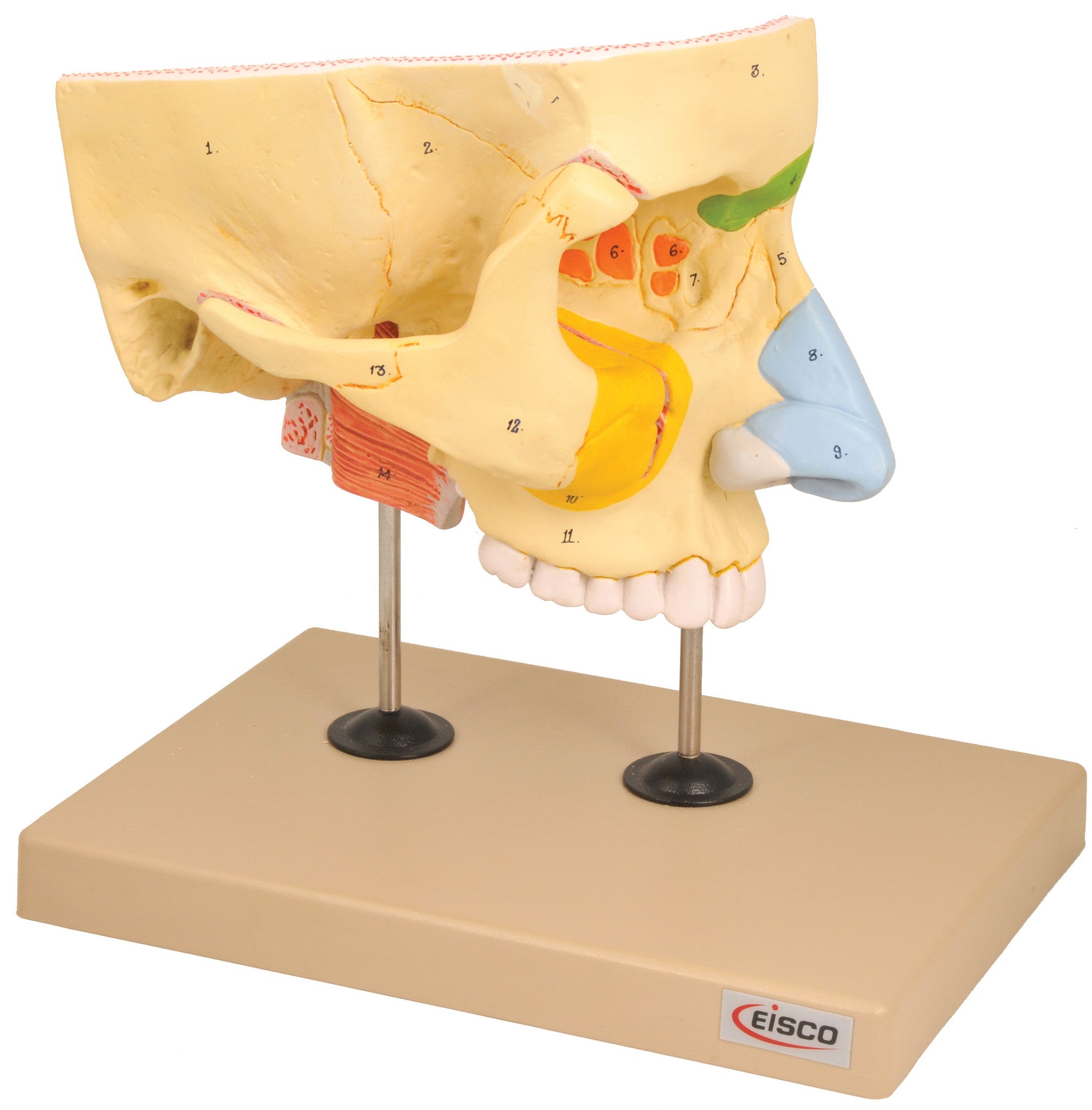 Nose with Paranasal Sinuses Model, 4-Part