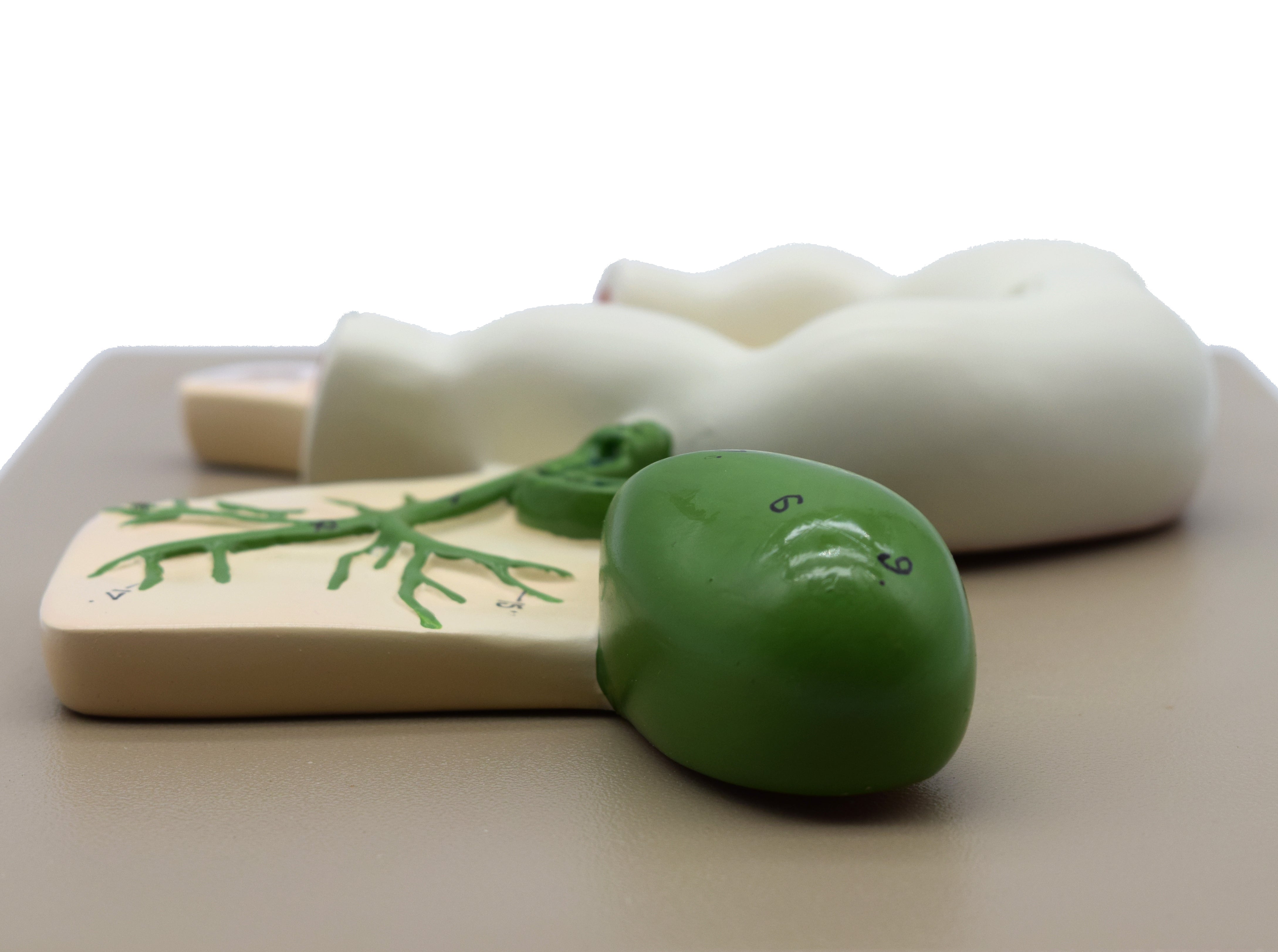 Human Pancreatic Duct Model, 10 x 7" on Base