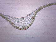 Monocot Leaf Cross-Section Prepared Microscope Slide