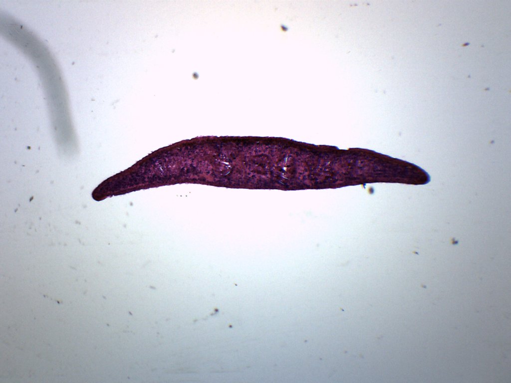 Planaria 3-Region Cross-Section Prepared Microscope Slide