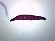 Planaria 3-Region Cross-Section Prepared Microscope Slide
