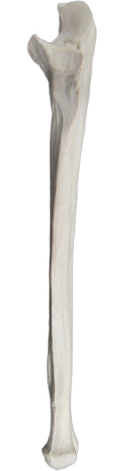 Human Ulna Bone Anatomical Model, Left