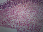 Frog Tongue Cross-Section Prepared Microscope Slide
