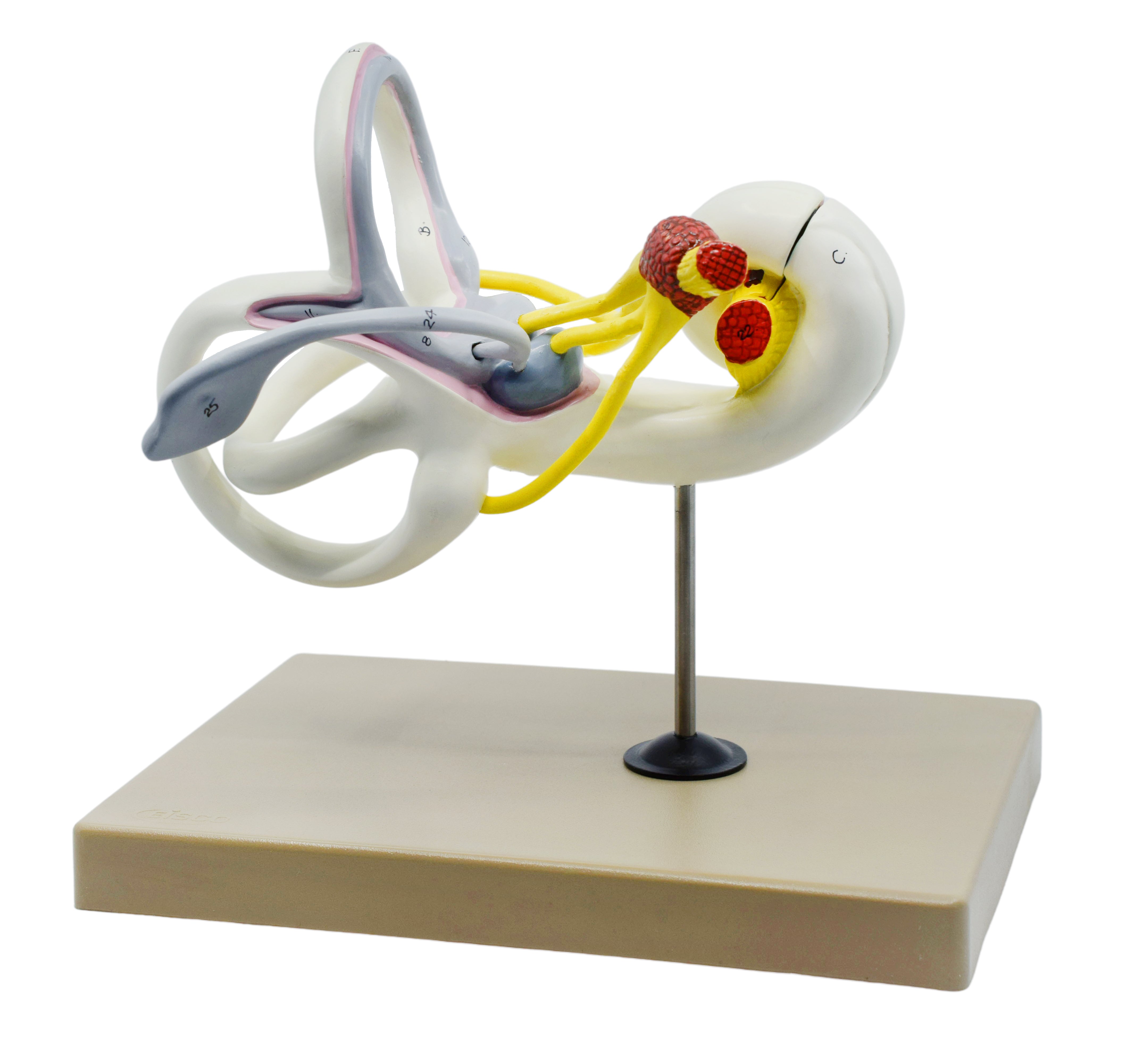 Inner Ear Model with Bony and Membranous Labyrinth, 16X Life Size