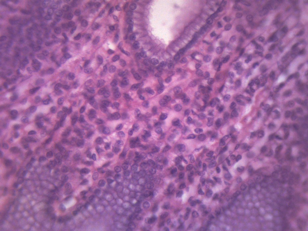 Simple Cuboidal Epithelium (Mammal) Prepared Microscope Slide