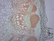 Dicot Stem Cross-Section Prepared Microscope Slide