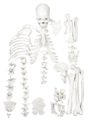 Disarticulated Half Human Skeleton Anatomical Model with 3-Part Moveable Skull, 62 inch