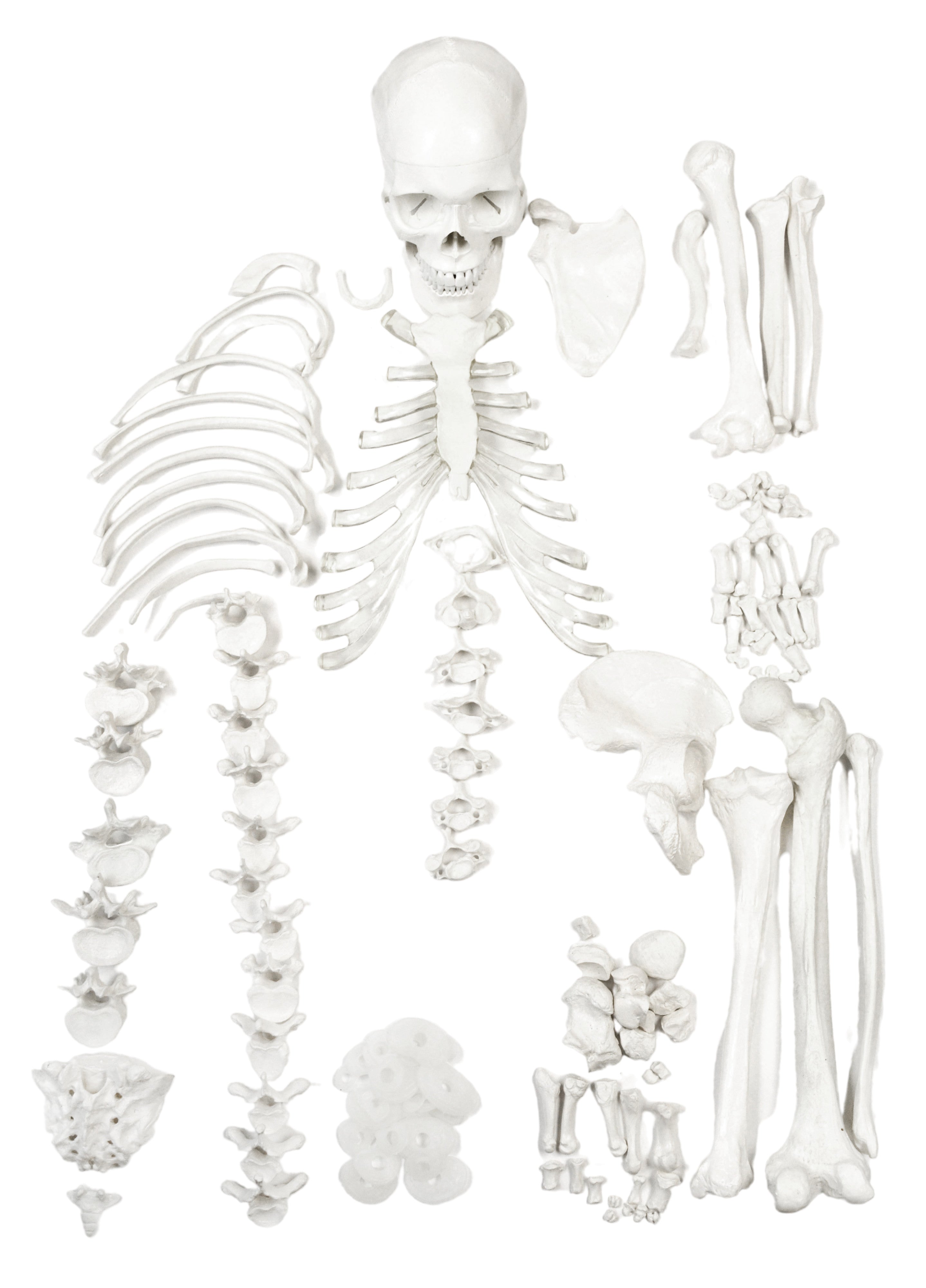 Disarticulated Half Human Skeleton Anatomical Model with 3-Part Moveable Skull, 62 inch
