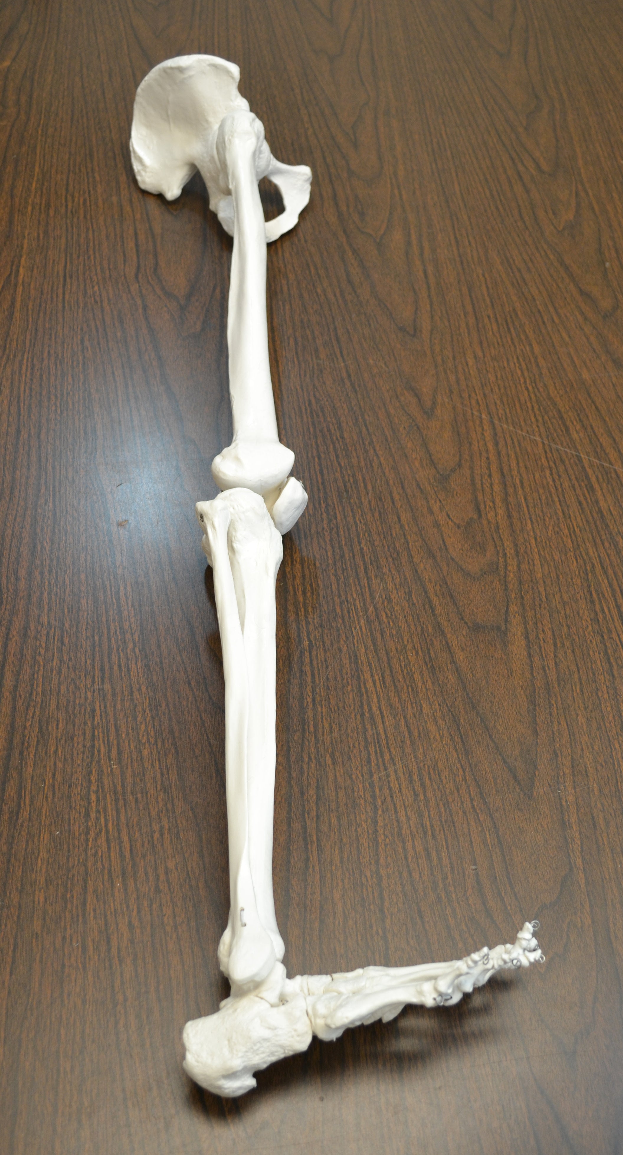 Life-Size Anatomical Bone Leg with Foot Model