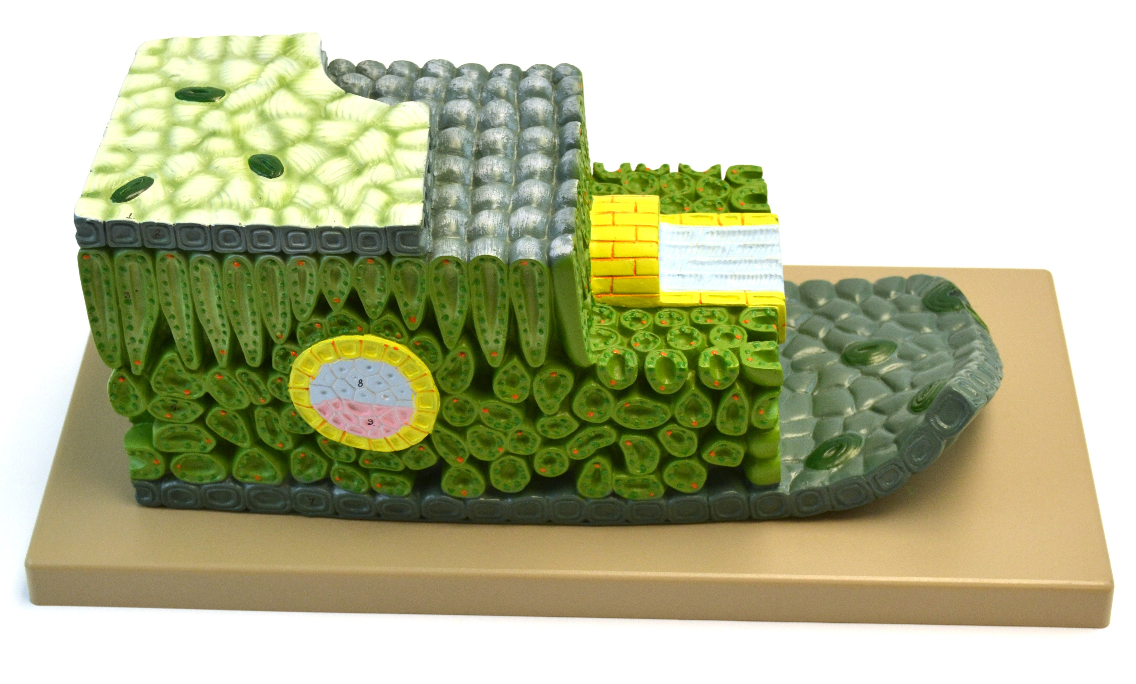18" Dicot Leaf Microstructure Model, 500X Life Size