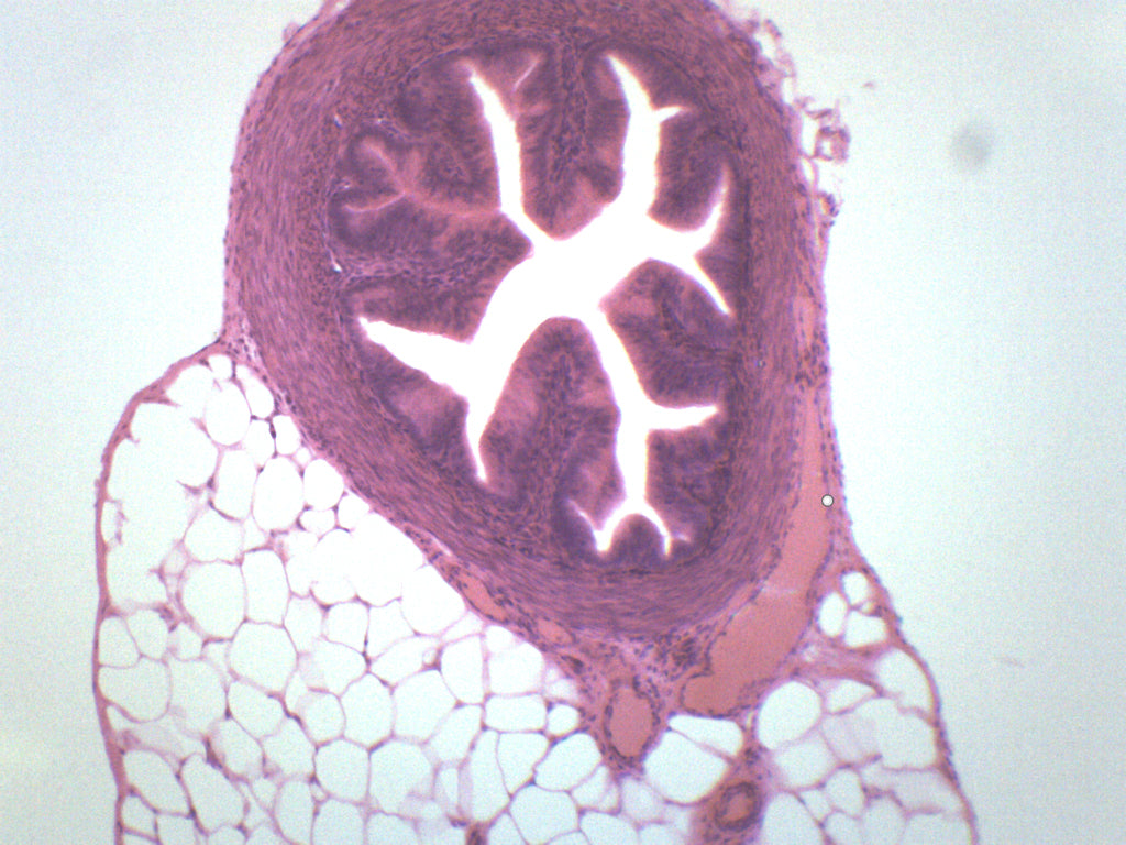 Fallopian Tube Cross-Section Prepared Microscope Slide