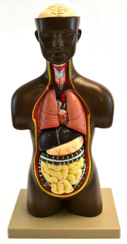 Half-Size Human Torso Model with Dark Complexion, 20" Tall
