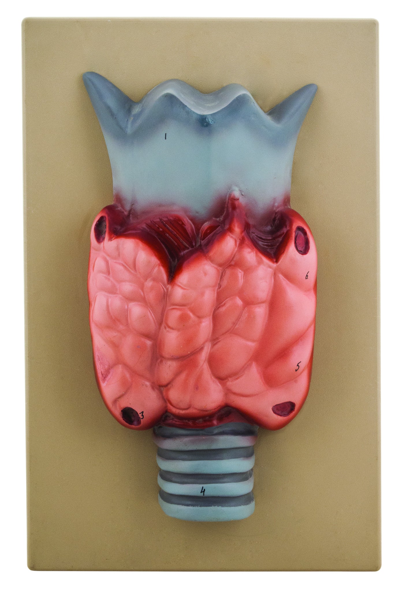 Thyroid Gland Model