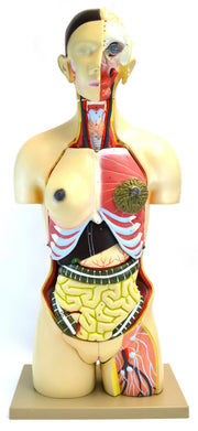 Life-Size Male Muscular Torso Model "Leonard", 66.5" Tall, 36-Part