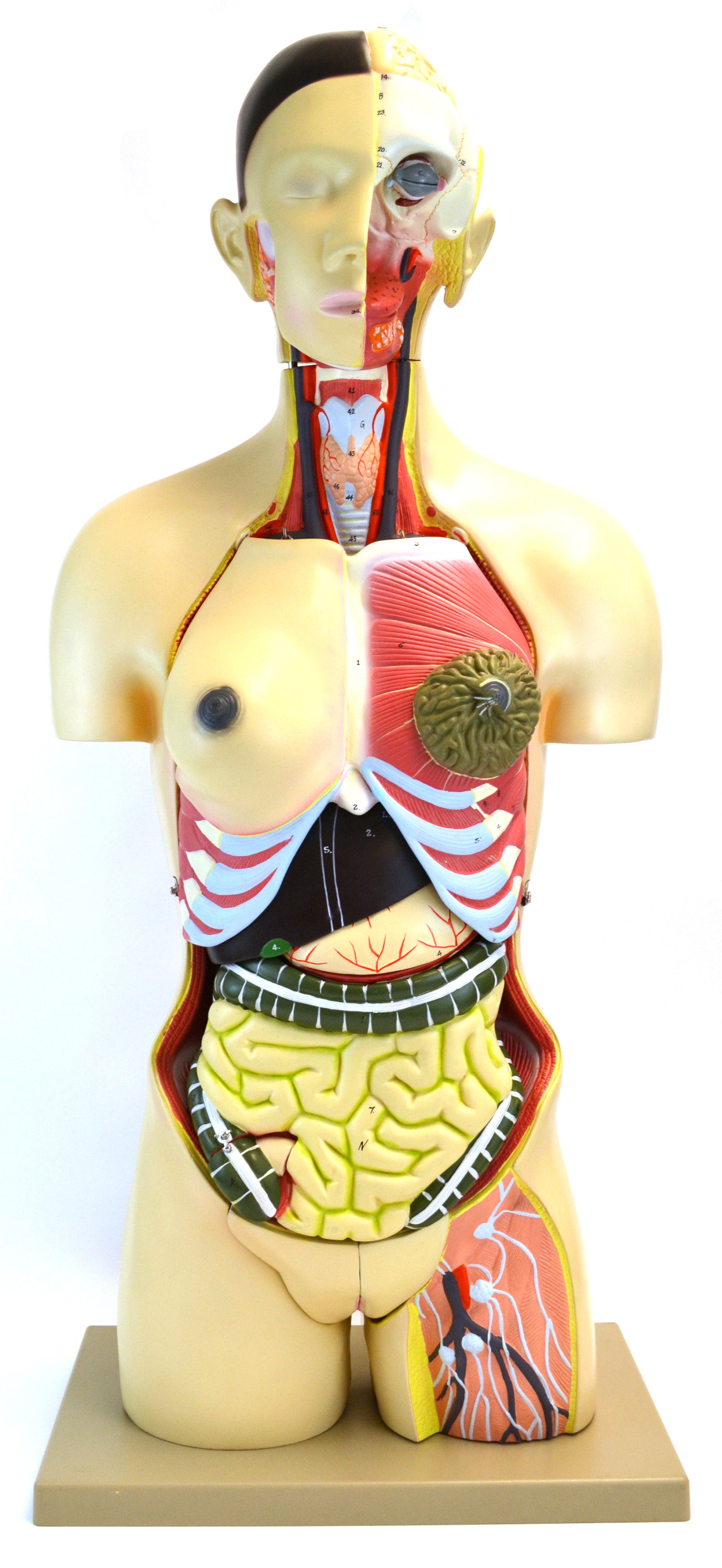 Life-Size Male Muscular Torso Model "Leonard", 66.5" Tall, 36-Part
