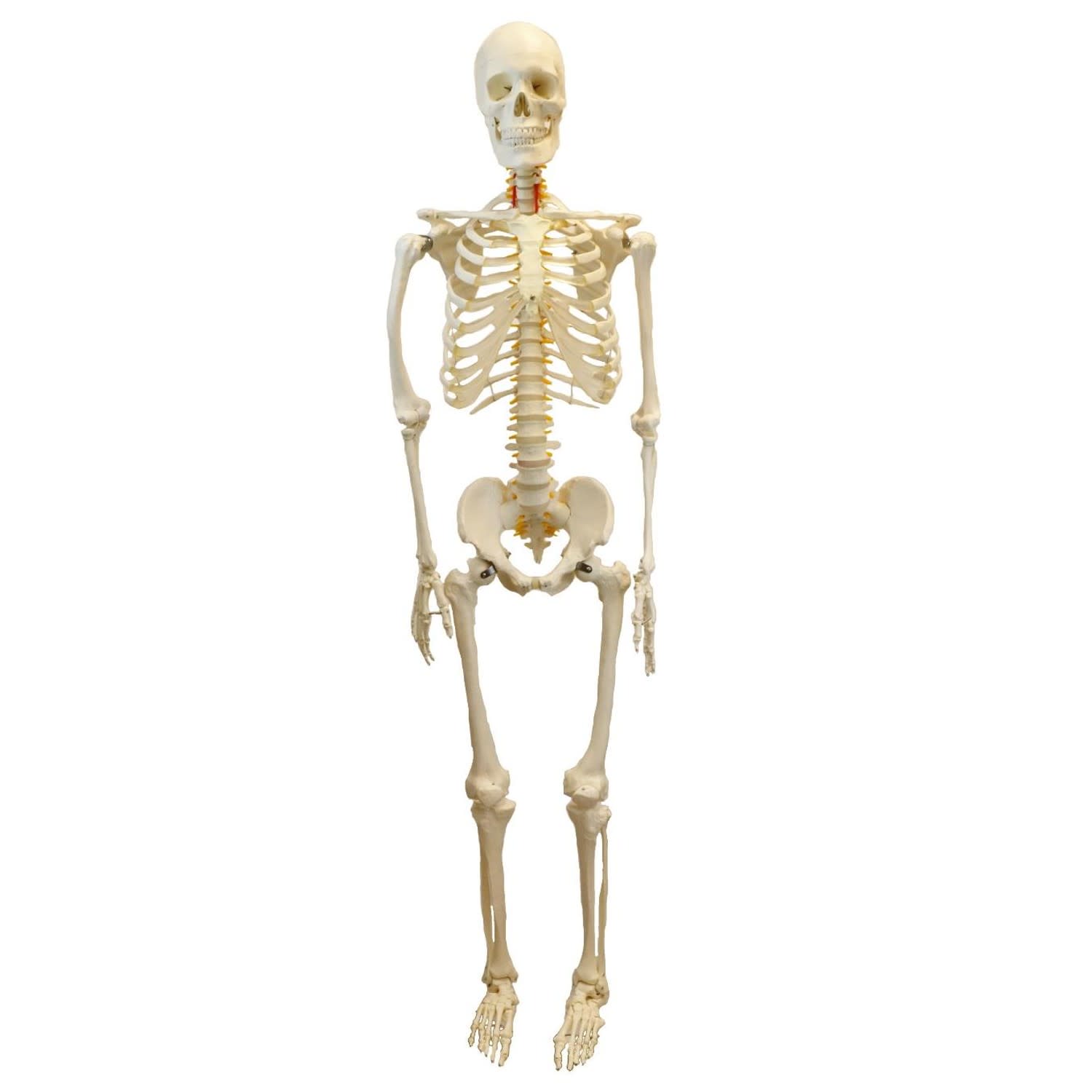 Life-Size Articulated Human Skeleton with Wheeled Base, 62"