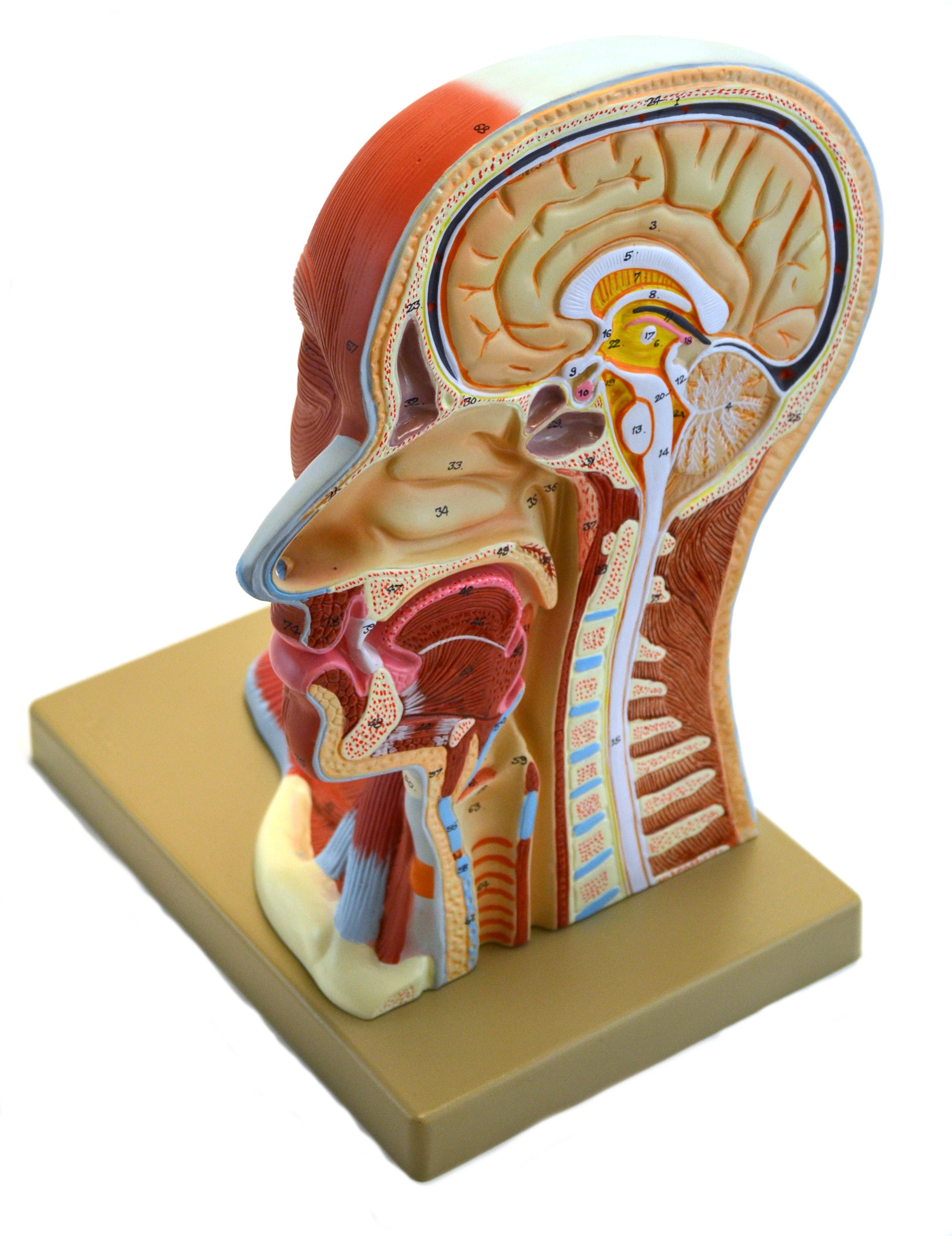 Human Head Anatomical Model, Median Section, Life Size, 12" Tall