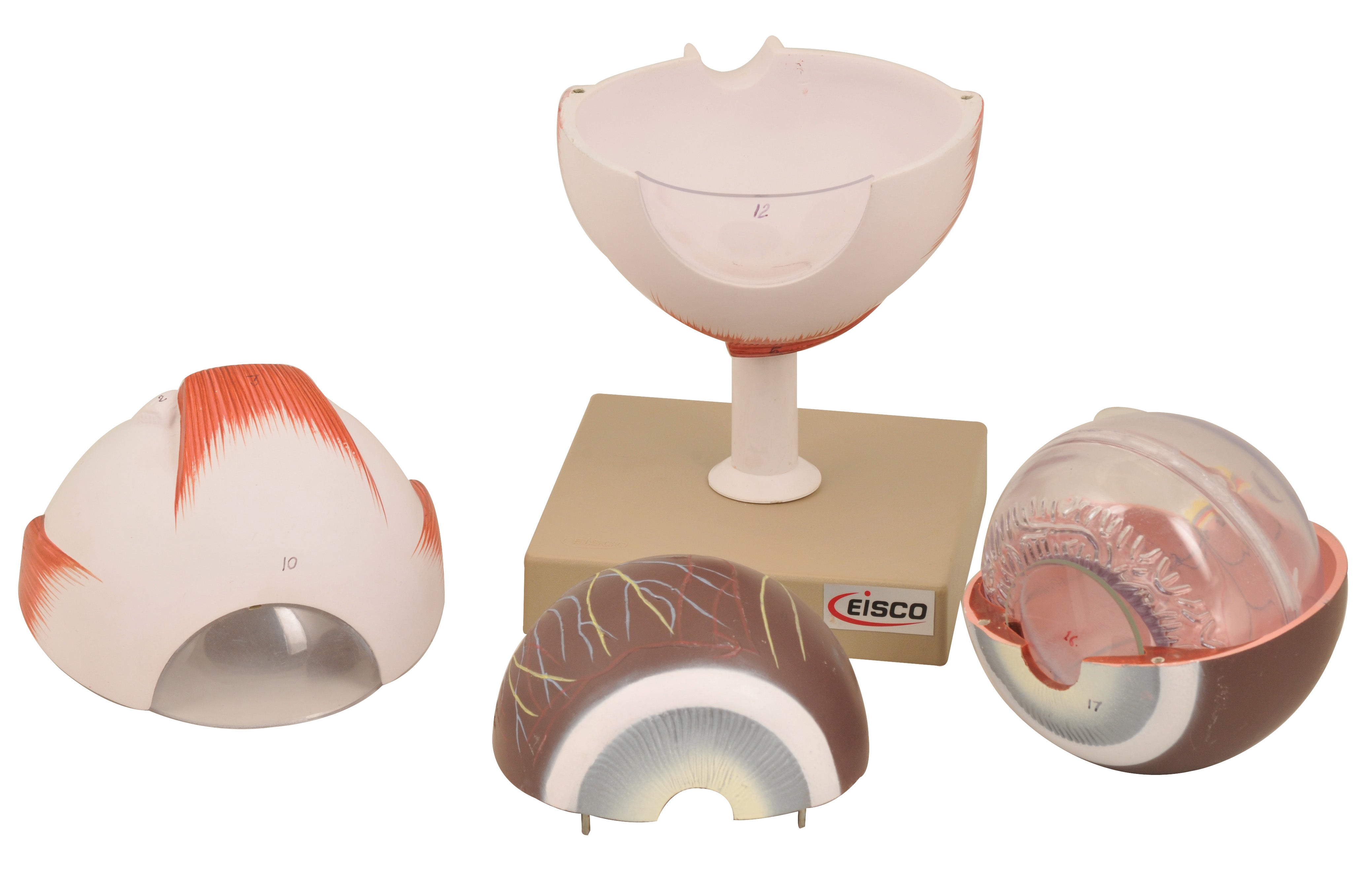 6-Part Human Eye Model, 5X Life Size, Hand-Painted