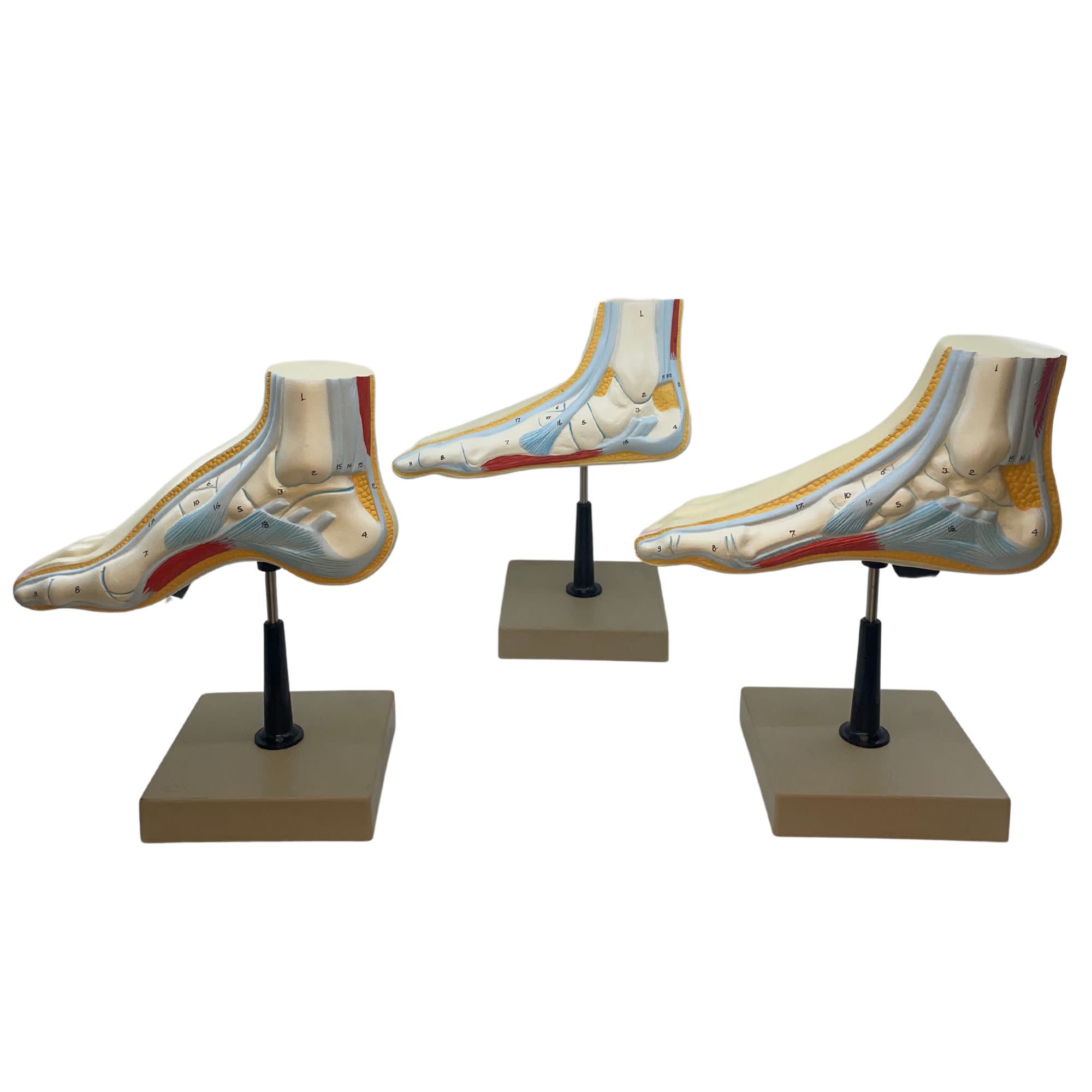 Human Foot Bow Model with 3 Feet, 18 Features