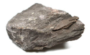 Hornfels Specimen