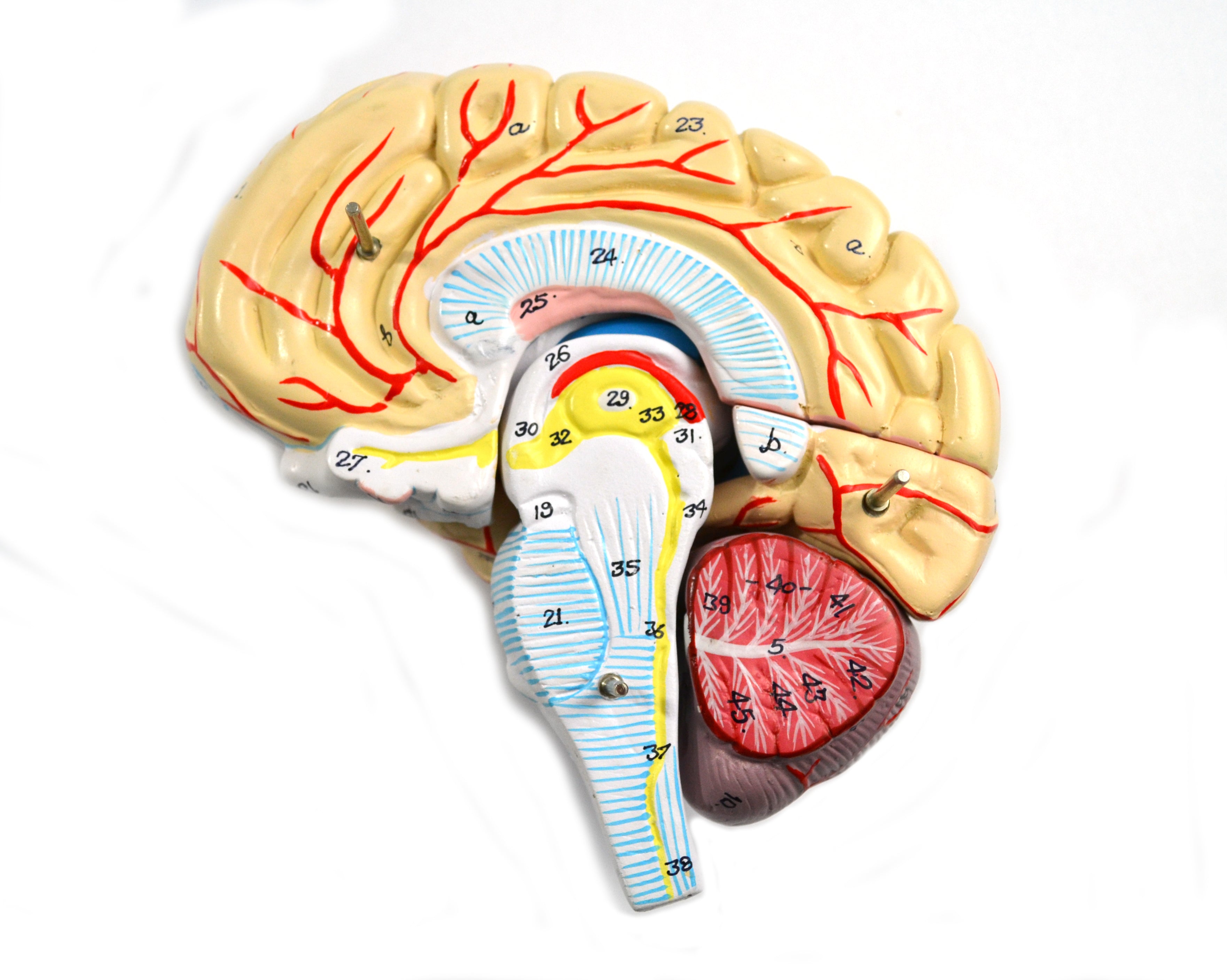 9-Part Human Brain Model with Arteries