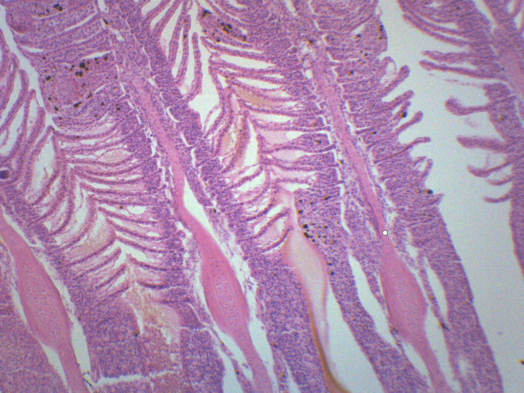 Freshwater Fish Gills Prepared Microscope Slide