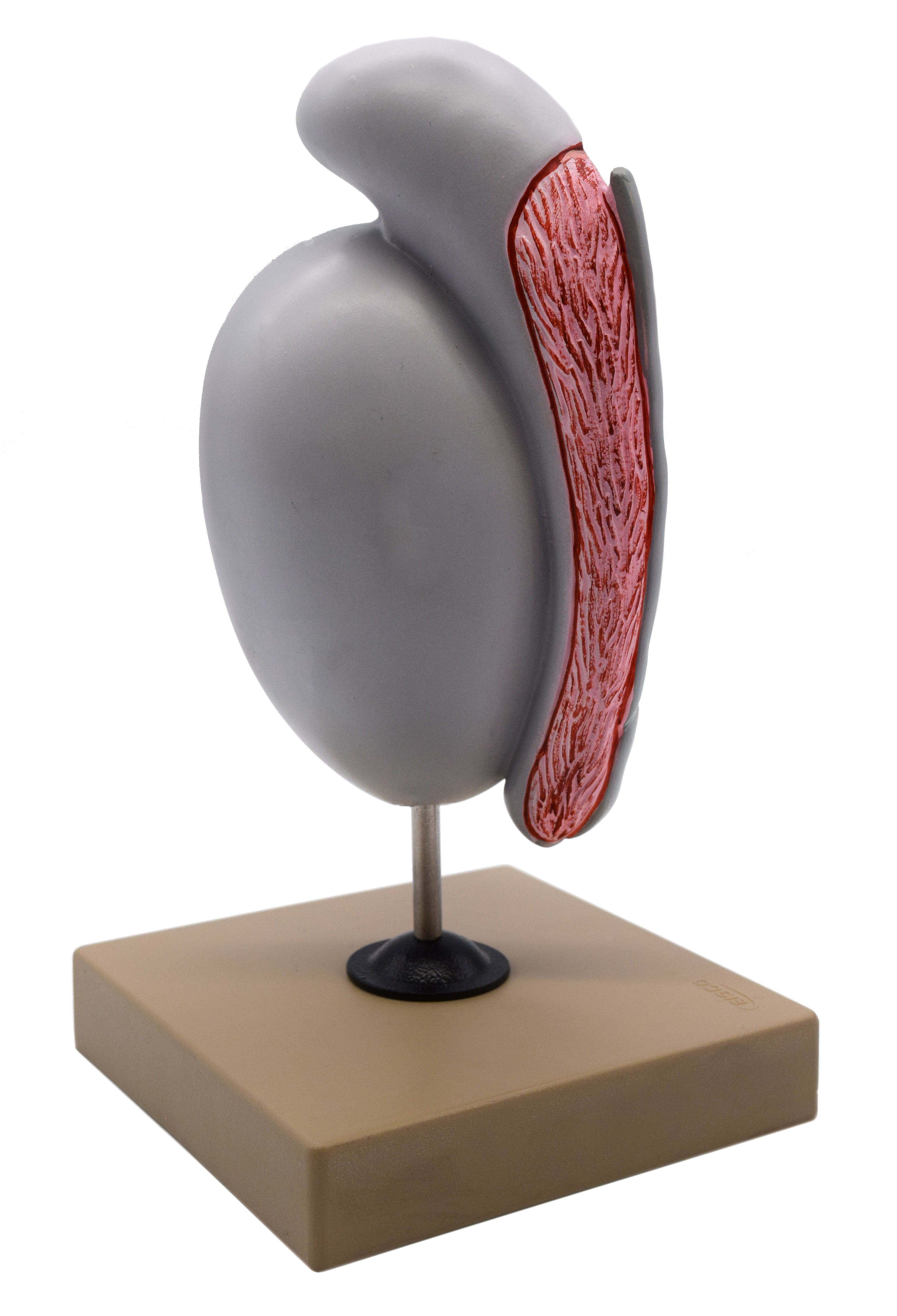 Human Testicle Model, 9" on Stand