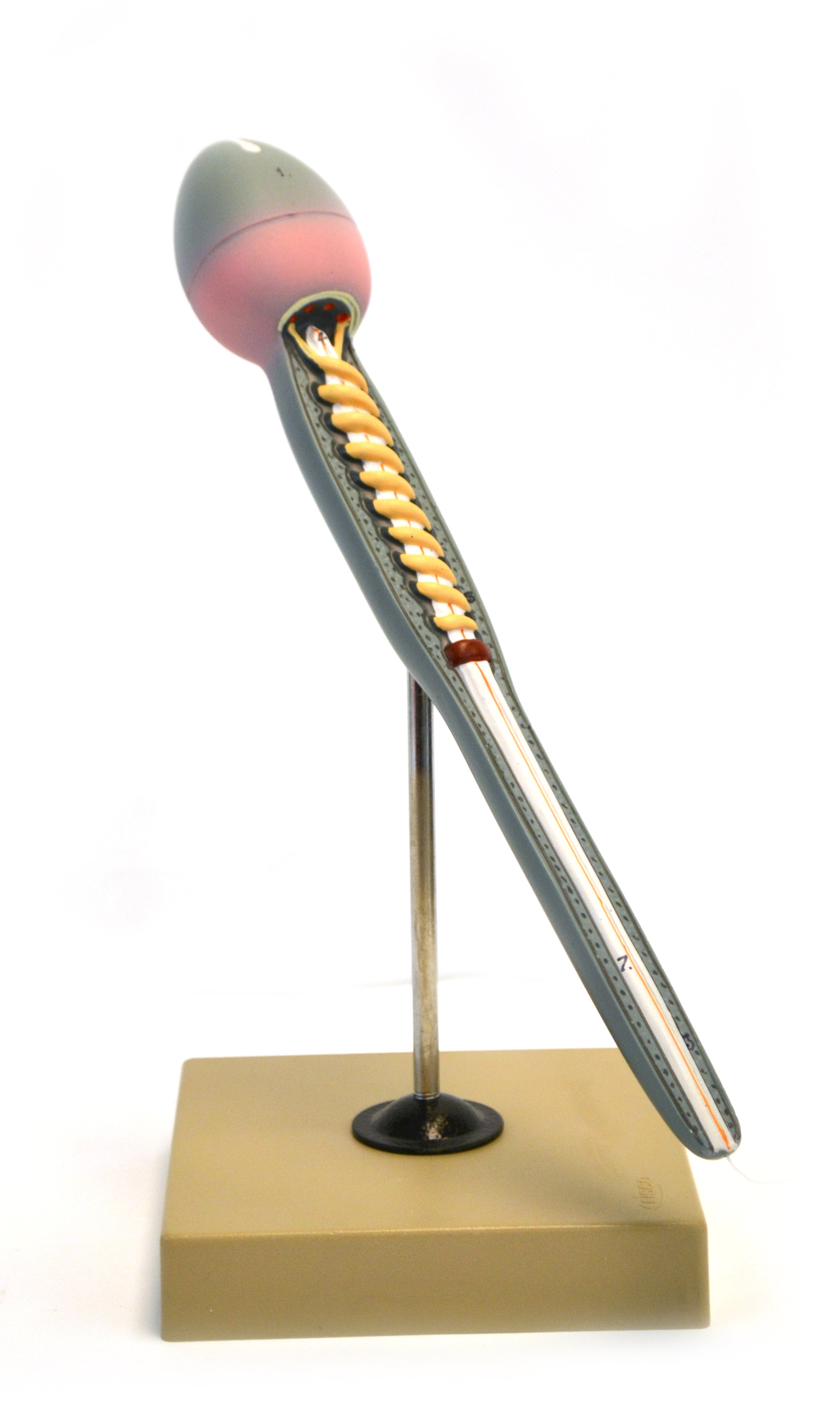 Human Sperm Model, 15", Greatly Magnified