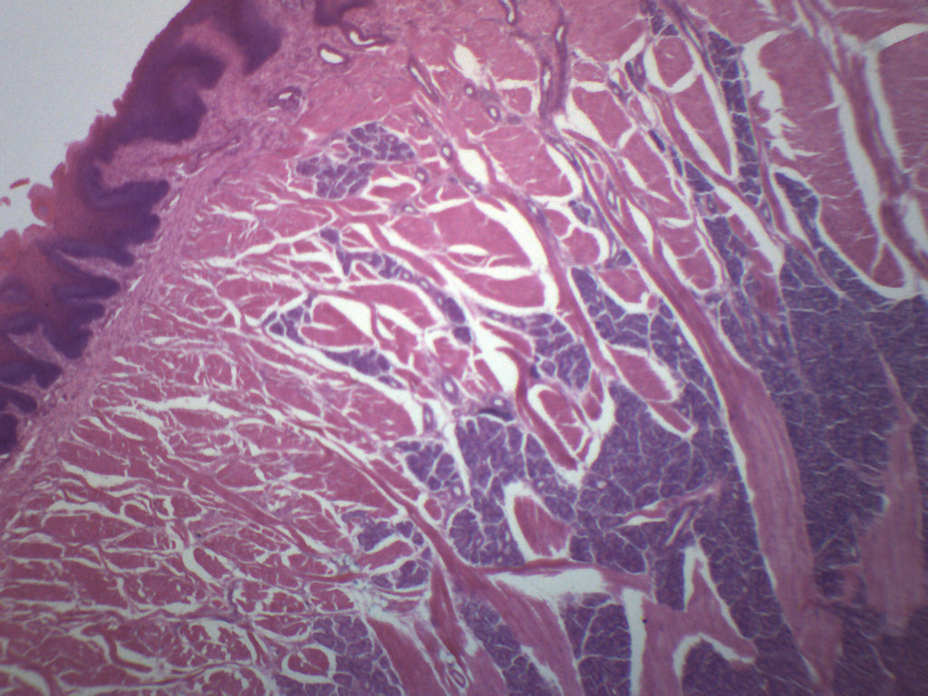 Foliate Papillae Prepared Microscope Slide