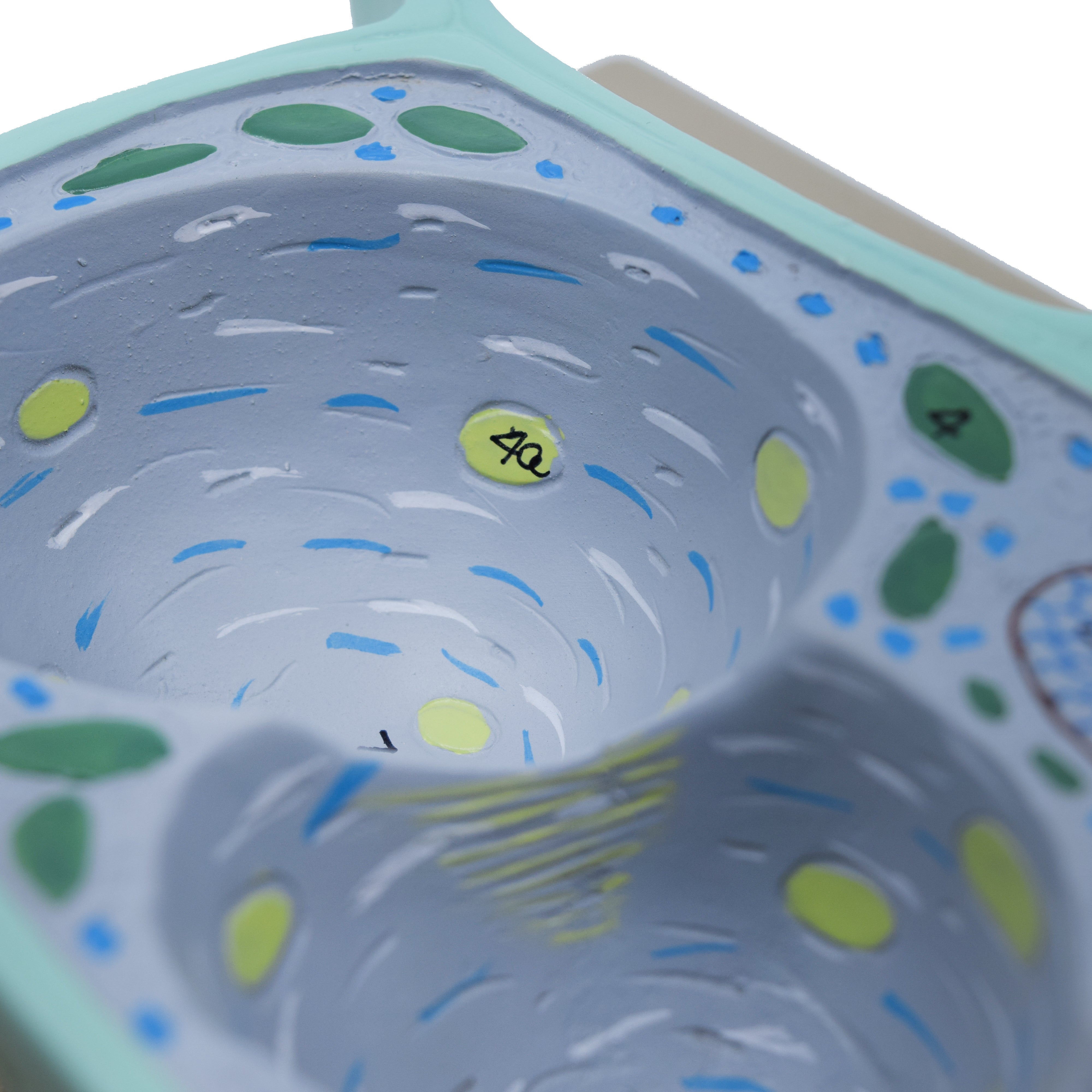 3D Plant Cell Sectional Model, 13 x 9", Hand-Painted