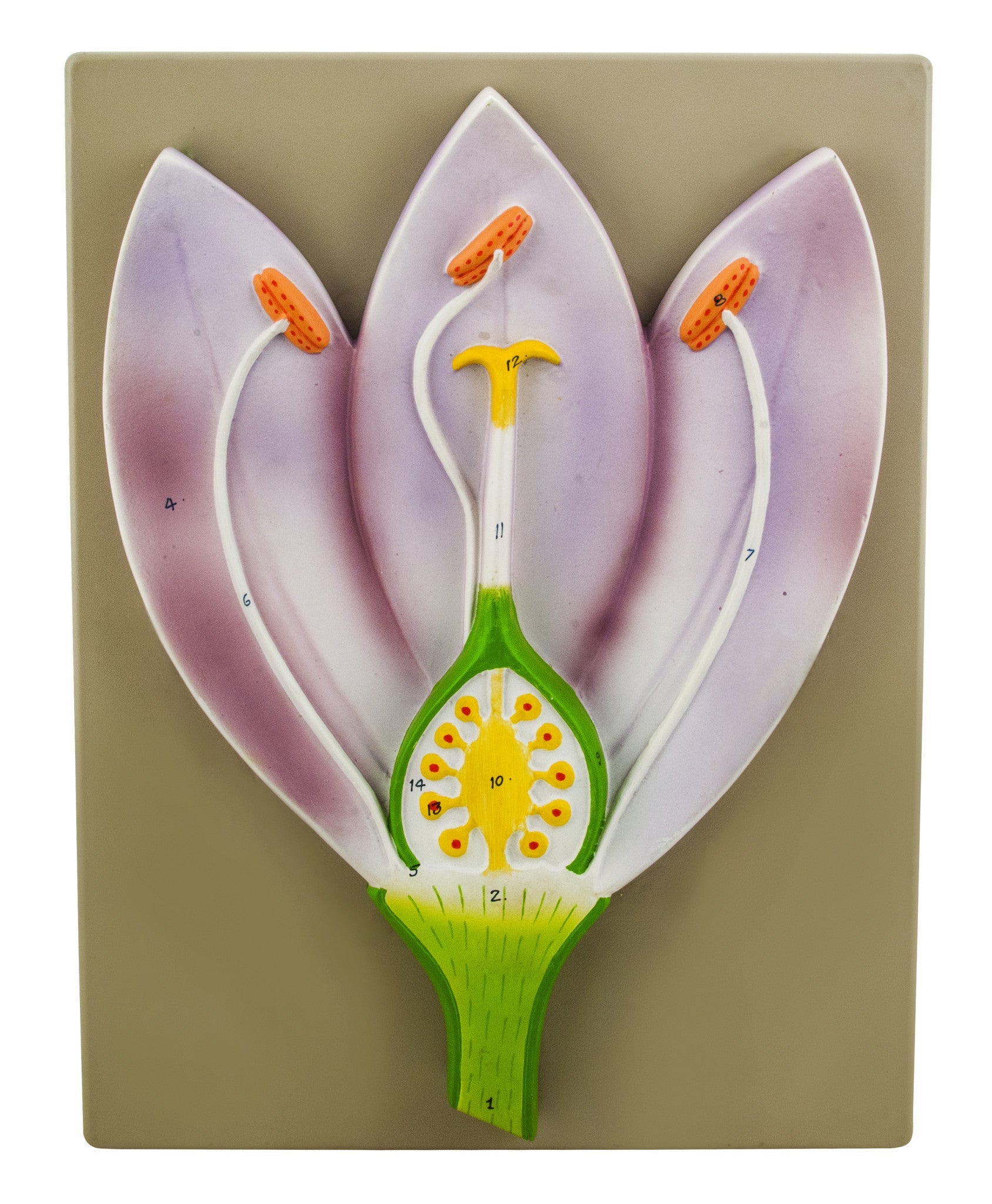 Piazi Flower Vertical Section Model