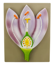 Piazi Flower Vertical Section Model